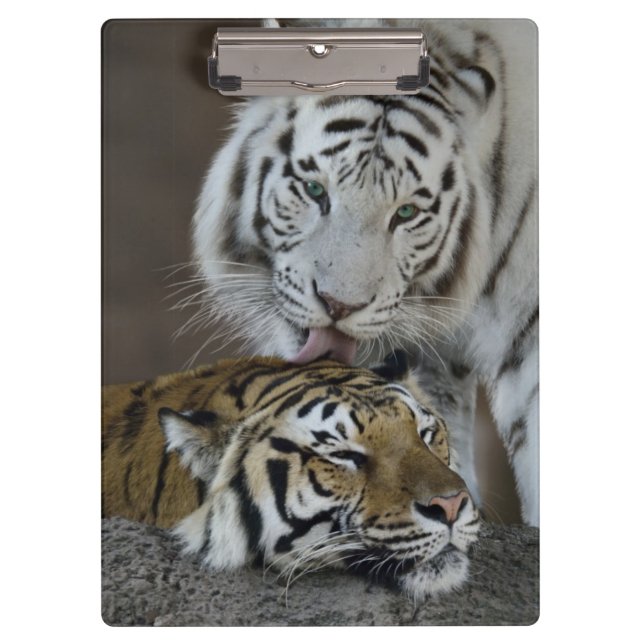 Weiß und Brown-Tiger-Stillstehen Klemmbrett (Vorderseite)