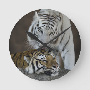 Weiß und Brown-Tiger-Stillstehen Runde Wanduhr
