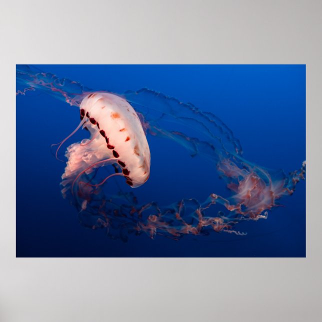 WEISS UND ORANGE JELLYFISH POSTER (Vorne)