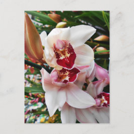 Weiß und rosa Phalaenopsis Orchid Postkarte