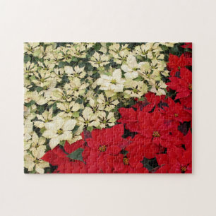 Weiß und rot Poinsettias I Holiday Floral