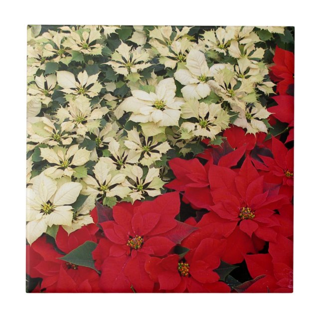Weiß und rot Poinsettias I Holiday Floral Fliese (Vorderseite)
