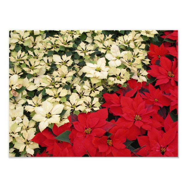 Weiß und rot Poinsettias I Holiday Floral Fotodruck (Vorne)