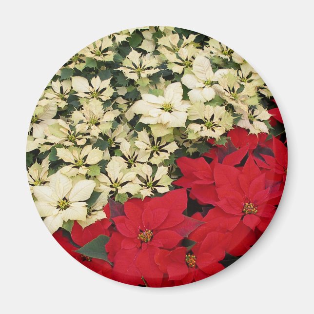 Weiß und rot Poinsettias I Holiday Floral Magnet (Vorne)
