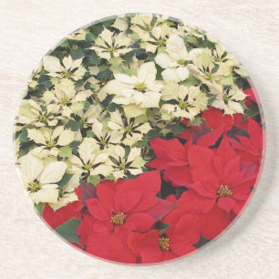 Weiß und rot Poinsettias I Holiday Floral Untersetzer