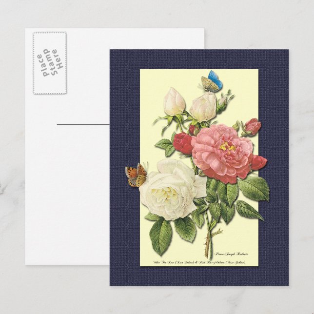 Weiß und Rote Rosen Botanische Postkarte (Vorne/Hinten)