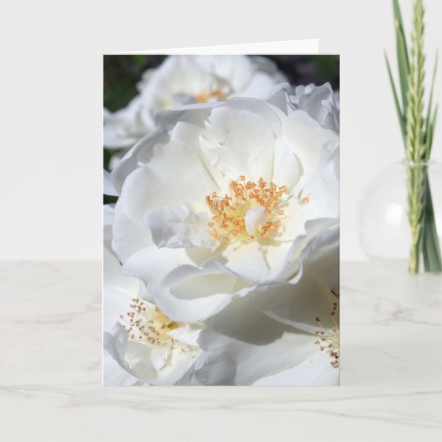 Weiß und Weiß - Rose - Blumenfotografie Karte (Vorderseite)