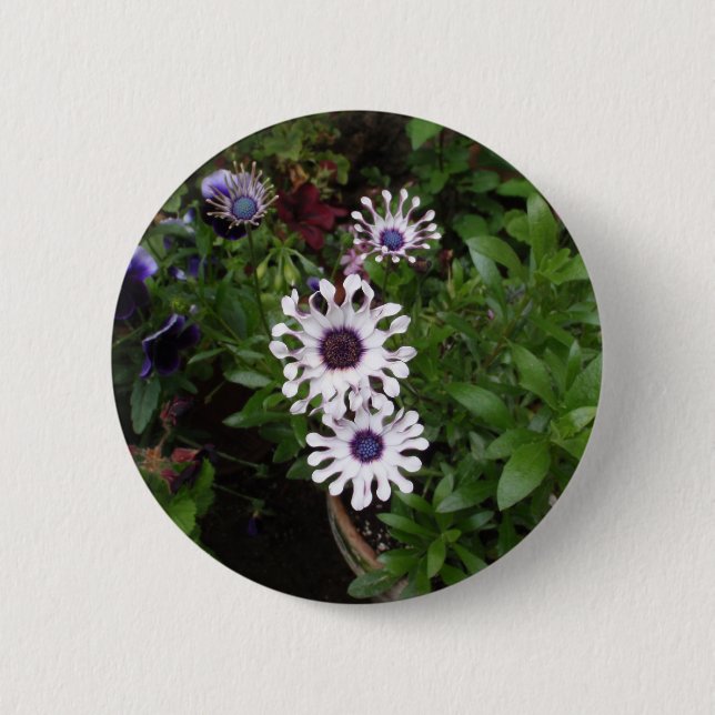 Weißafrikanischer Daisy Button (Vorderseite)