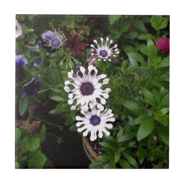 Weißafrikanischer Daisy Fliese (Vorderseite)