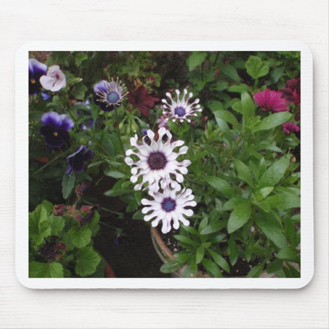 Weißafrikanischer Daisy Mousepad (Vorne)