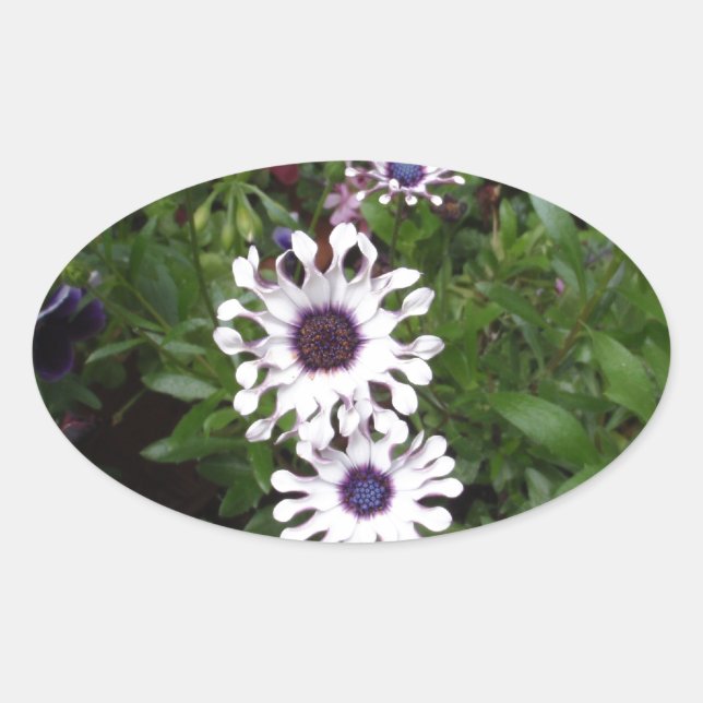 Weißafrikanischer Daisy Ovaler Aufkleber (Vorderseite)