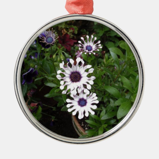 Weißafrikanischer Daisy Silbernes Ornament (Vorne)