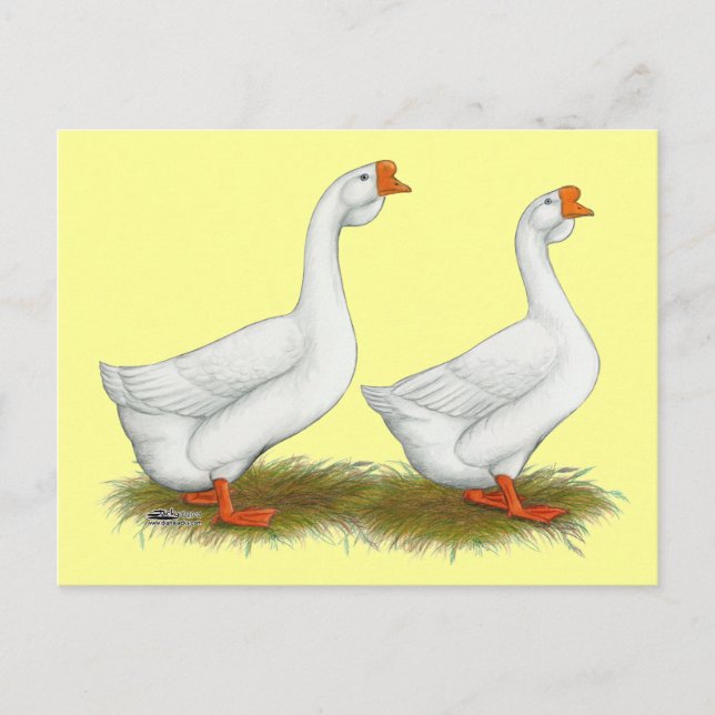Weißafrikanischer Gänse Postkarte (Vorderseite)