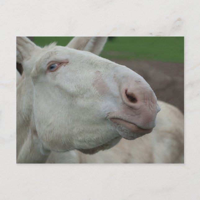 Weißbarocke Donkey Postkarte (Vorderseite)