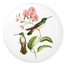 Weißbauch-Bergjuwel-Kolibri