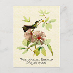 Weißbauch-Smaragdkolibri Vintage-Kunst Postkarte