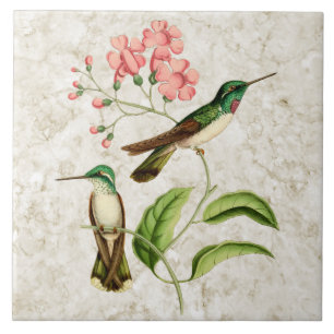 Weißbäuchige Kolibris Vintage Naturkunst Fliese