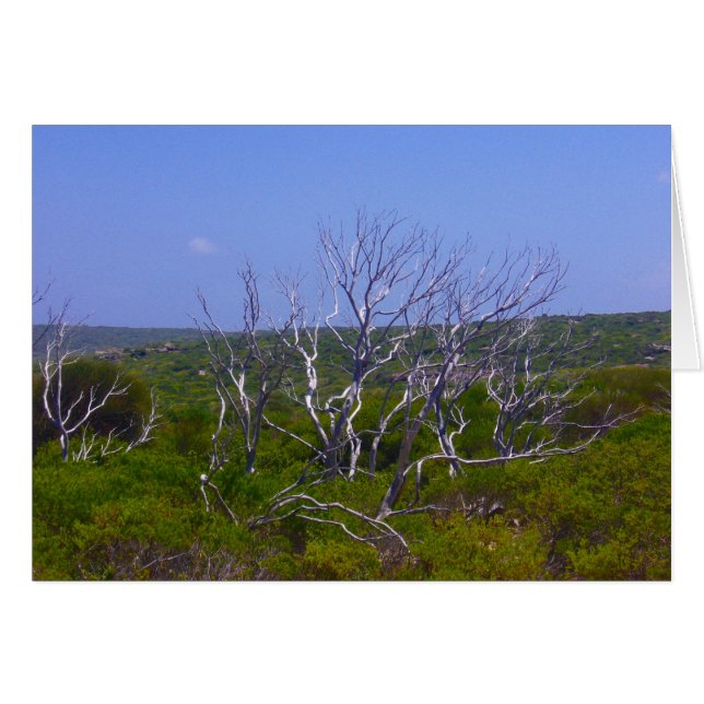 Weißbaum (Vorderseite (Horizontal))