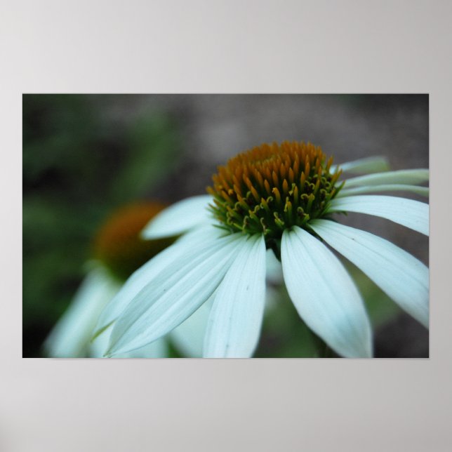 Weißblättern, Blume (Plakatdruck) Poster (Vorne)