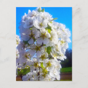Weißblühende Birnenstange im Frühjahr Postkarte