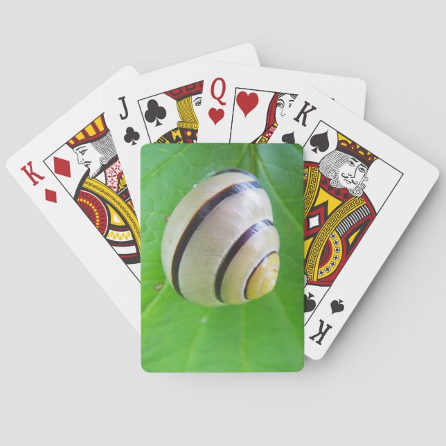 Weißbraune Schnecke Spielkarten (Rückseite)