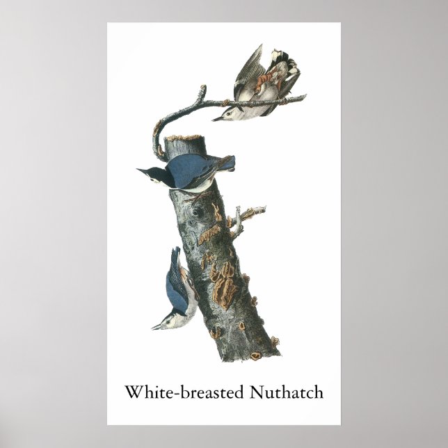 Weißbrüste, John Audubon Poster (Vorne)