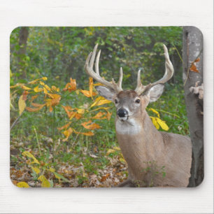 Weißbuck im Wald Mousepad