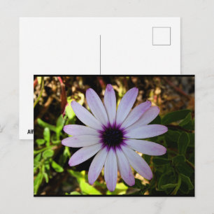 Weiße Afrikanische Gänseblümchen-Blume Postkarte