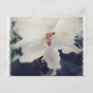 Weiße afrikanische ViolettBlume Postkarte