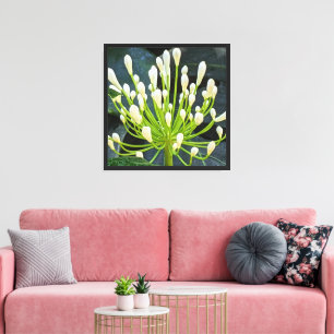 Weiße Agapanthus-Knospen Floral Leinwanddruck