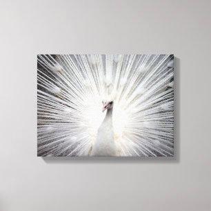 Weiße Albino Pfau Atemberaubende Kunst Leinwanddruck