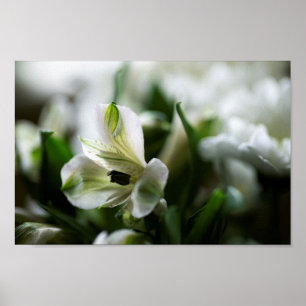 Weiße Alstroemeria Peruvian Lilly Blume Poster