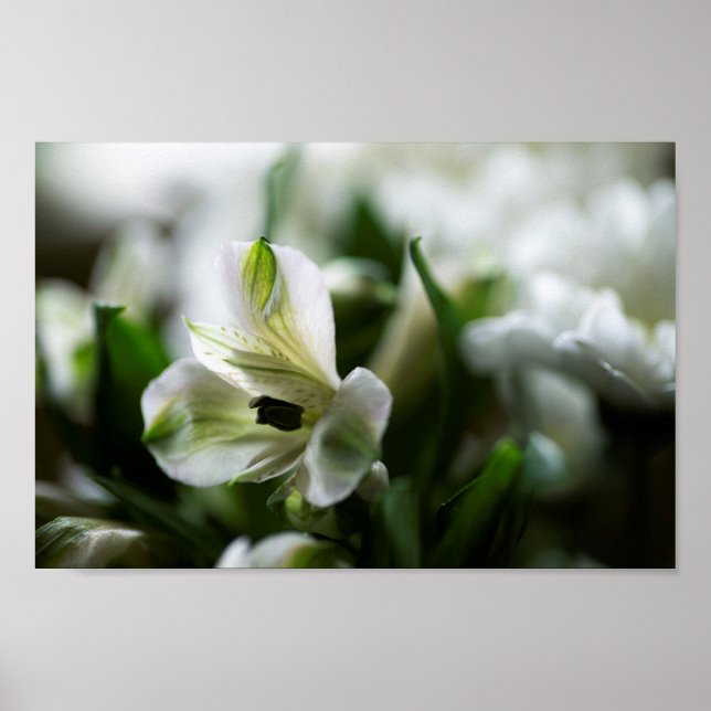 Weiße Alstroemeria Peruvian Lilly Blume Poster (Vorne)