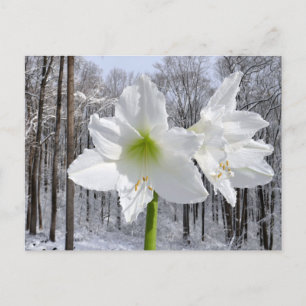 Weiße Amaryllis und Schnee I Postkarte