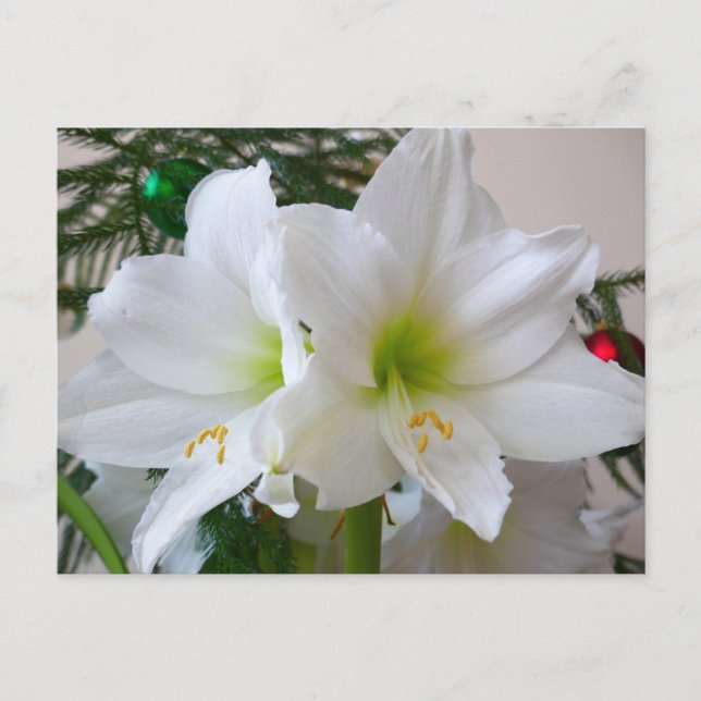 Weiße Amaryllis und Weihnachtsbaum Postkarte (Vorderseite)