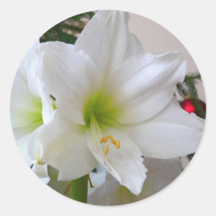 Weiße Amaryllis und Weihnachtsbaum Runder Aufkleber