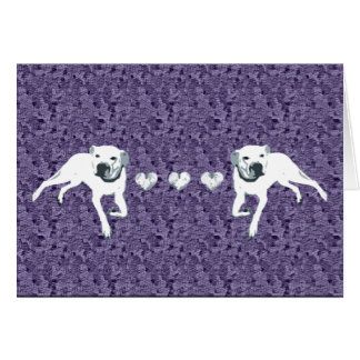 Weiße amerikanische Grube Stier mit den