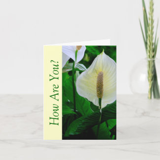 WEIßE ANTHURIUM-BLÜTE/WIE GEHT ES DIR? KARTE
