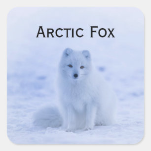 Weiße Arktis-Fox in der Schneewelt Quadratischer Aufkleber