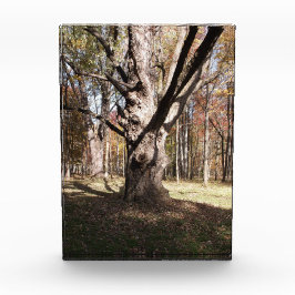 Weiße Bäume Fotoblock