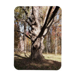 Weiße Bäume Magnet