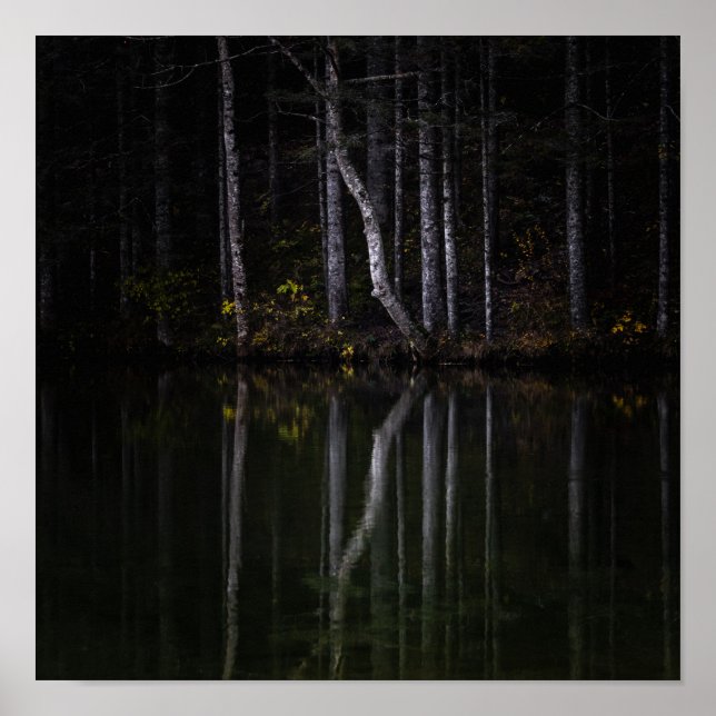 Weiße Bäume reflektieren den See Poster (Vorne)