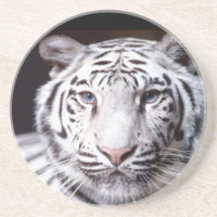 Weiße bengalische Tiger-Fotografie