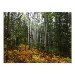 Weiße Birken und Herbstfarne in den Rocky Mountain Fotodruck