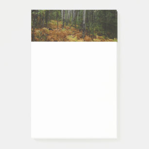 Weiße Birken und Herbstfarne in den Rocky Mountain Post-it Klebezettel