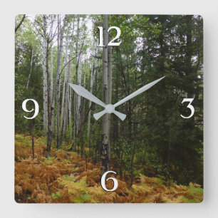 Weiße Birken und Herbstfarne in den Rocky Mountain Quadratische Wanduhr