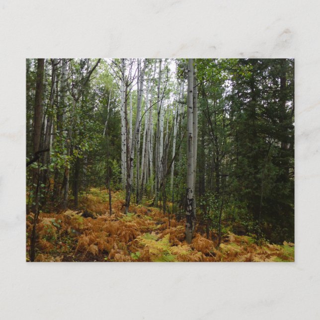 Weiße Birkenbäume und Herbst-Fernen am Rocky Mount Postkarte (Vorderseite)