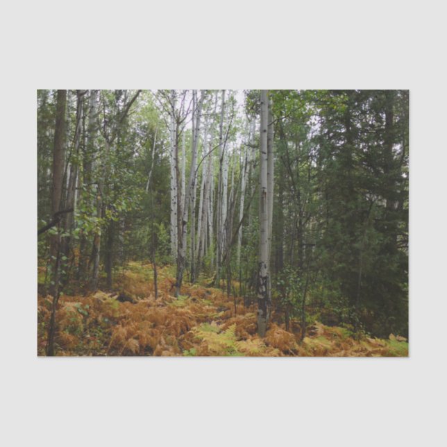 Weiße Birkenbäume und Herbst-Fernen am Rocky Mount Seidenpapier (Vorderseite)