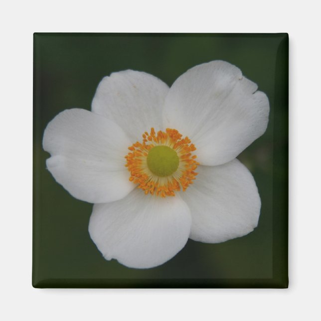 weiße Blätter Magnet (Vorne)