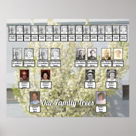 Weiße Blossom Frühlingsbäume Foto 2 Familienbäume Poster